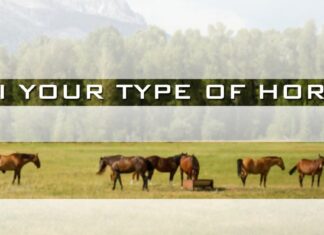 Horses