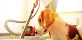 Dog with a Vacuum Cleaner