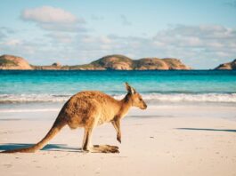 Kangaroo