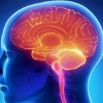 Brain Reward System