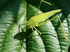 Biodiversity