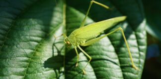 Biodiversity