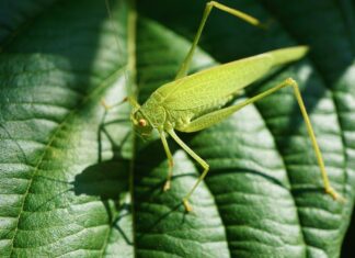 Biodiversity