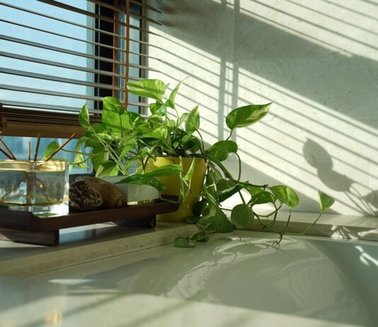 Money plant
