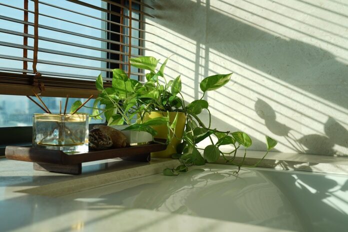 Money plant