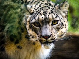Snow Leopard