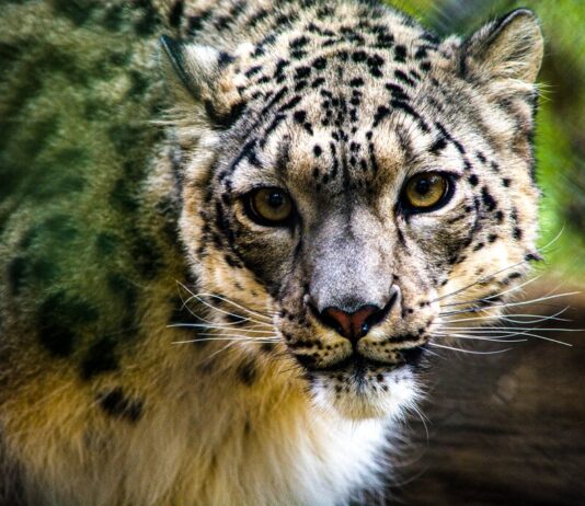 Snow Leopard