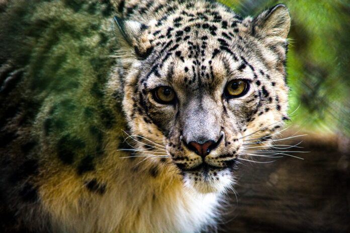 Snow Leopard