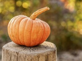 Health benefits of pumpkin