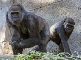 apes