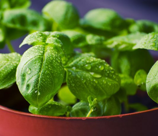 Basil Leaves