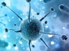 Nipah Virus