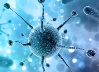 Nipah Virus
