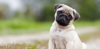 Dog at the Ground