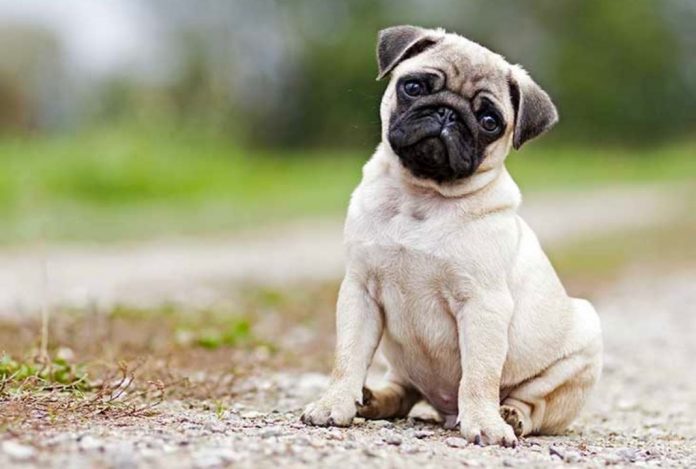 Dog at the Ground