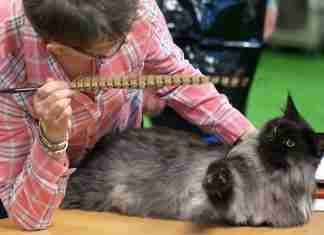Large Cat Breeds