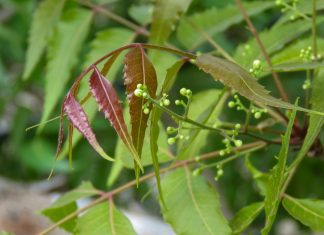 Neem