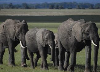 Ways to Help Protect Endangered Species