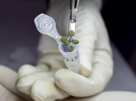 plants in moon soil