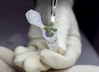 plants in moon soil