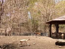 zoo