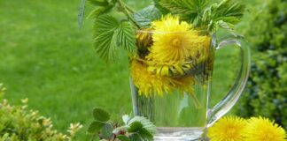 Health Benefits and Side Effects of Inulin
