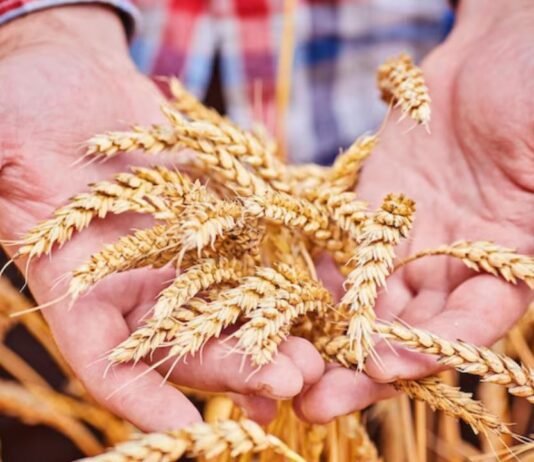 Countries that Produce the Most Wheat