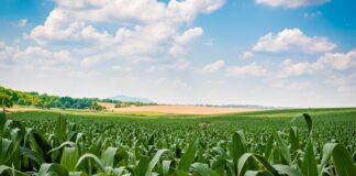Grain Producing countries in the World