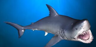 World Most Shark-Infested Beaches
