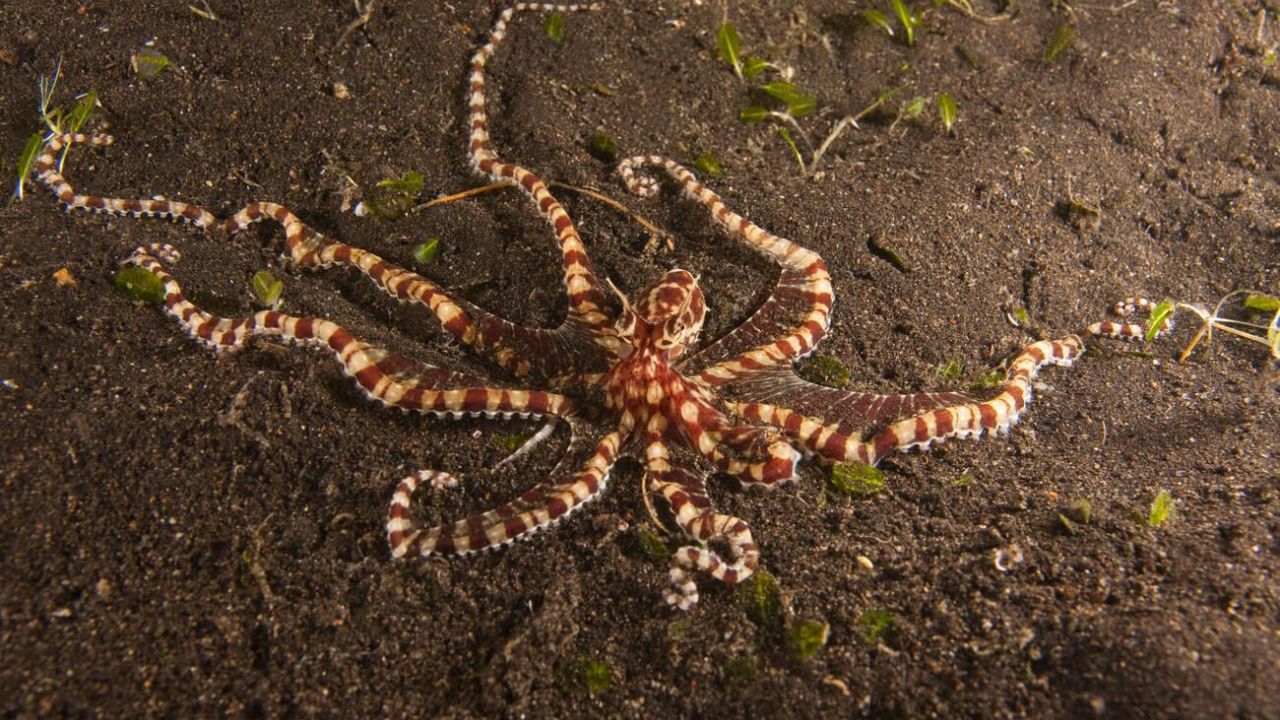 Mimic Octopus